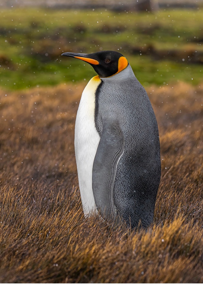 Antarctica Cruise
