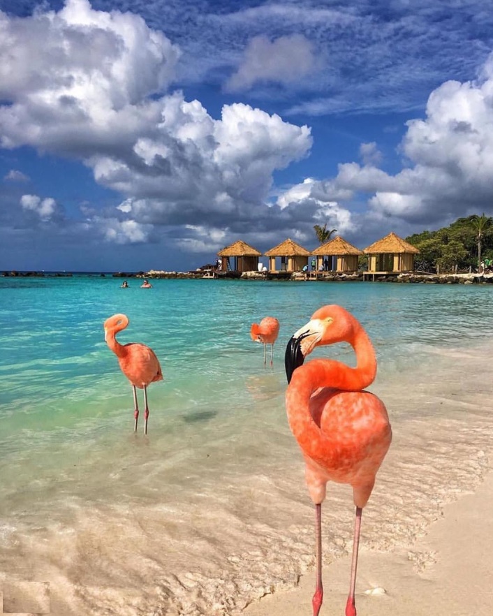 Aruba Vacation