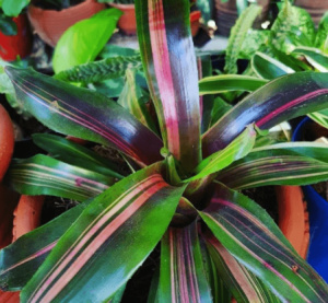 Aruba Vacation, Purple Green Bromeliad