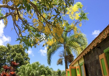 St Kitts and Nevis