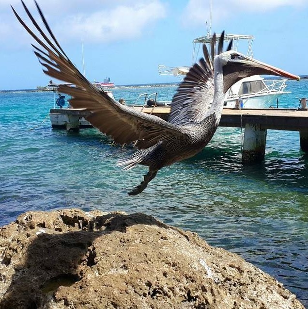 Aruba Vacation