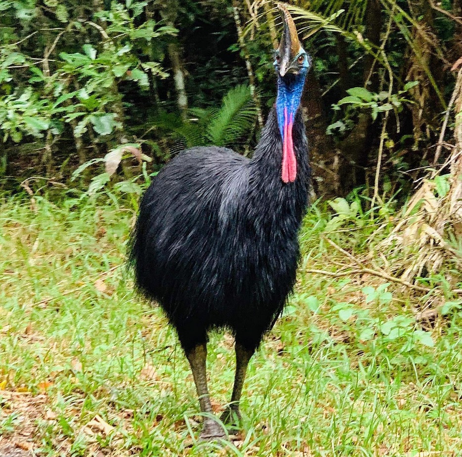 Australia
