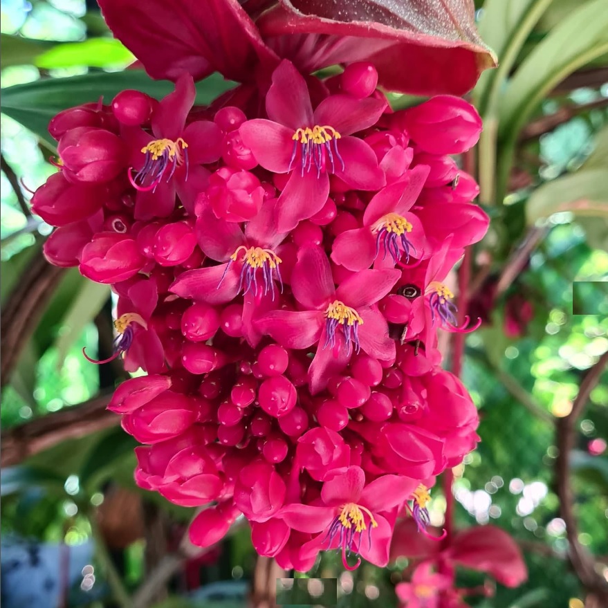 Airlie Gardens