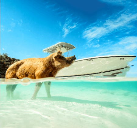 Bahamas Vacation, Swimming Pig, Exuma_Bahamas