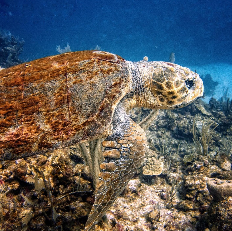 Belize Vacation