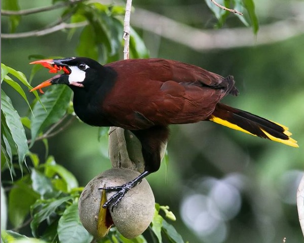 Belize Vacaton