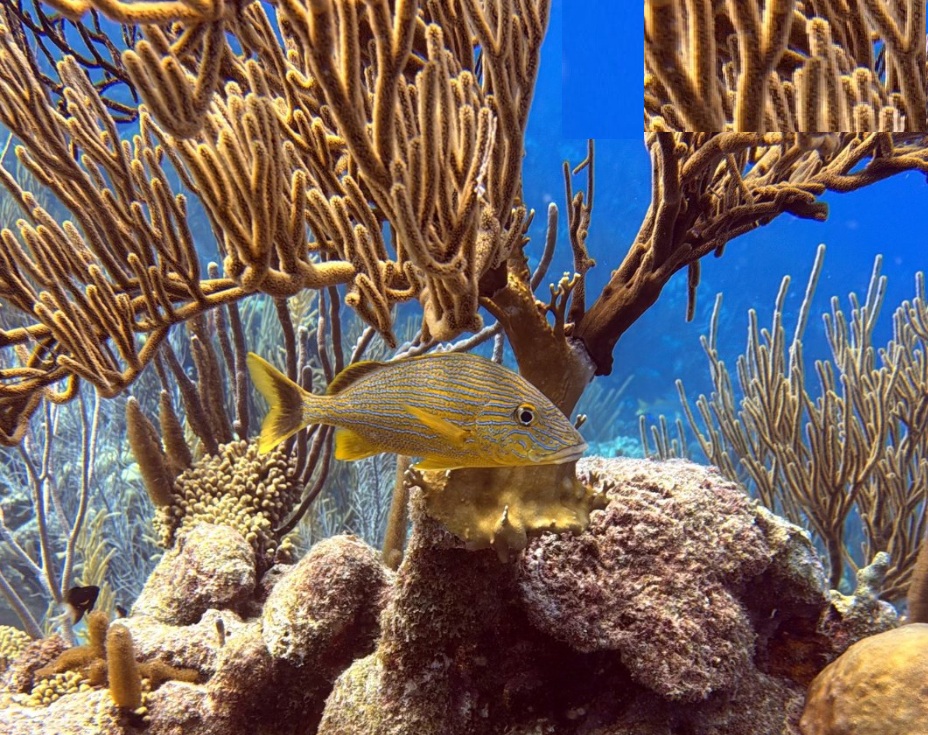 Bonaire Vacation