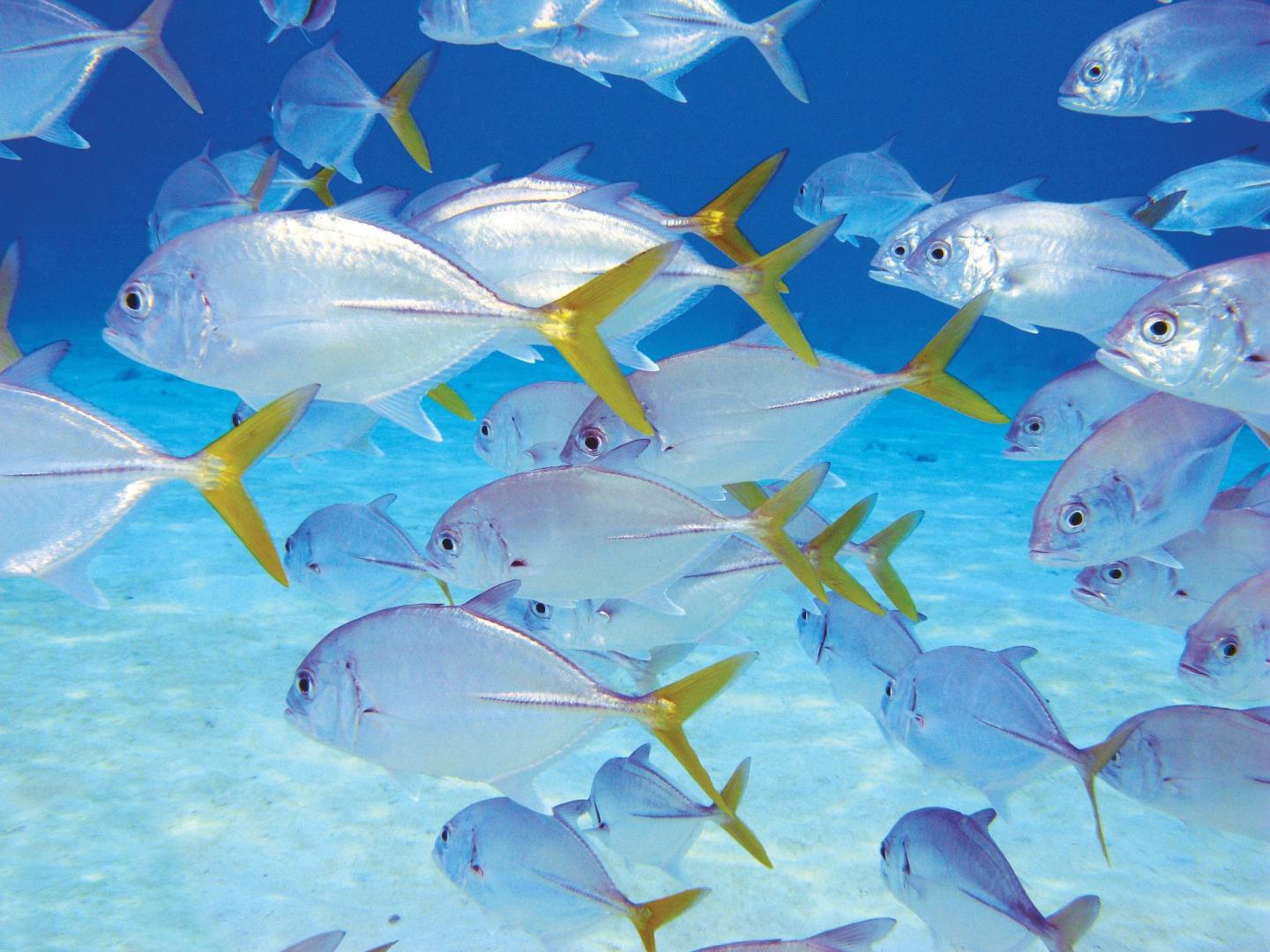 Bonaire Vacation
