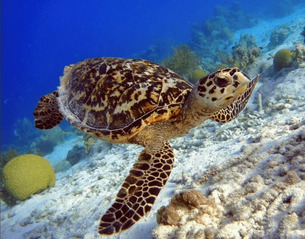 Cayman Islands Vacation, Hawksbill Sea Turtles, Stingray City