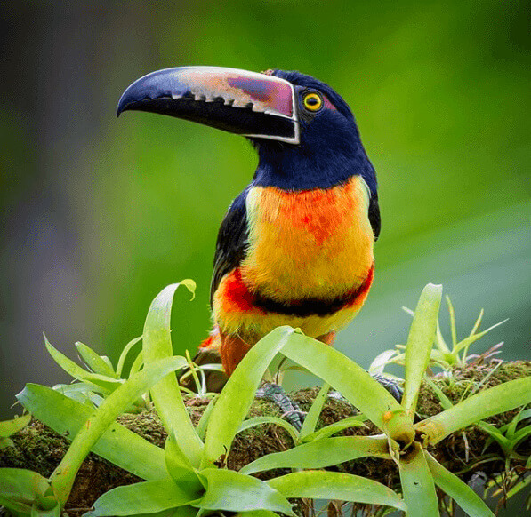 Costa Rica Vacation, Collared Aracari bird, Samara Beach, Guanacaste