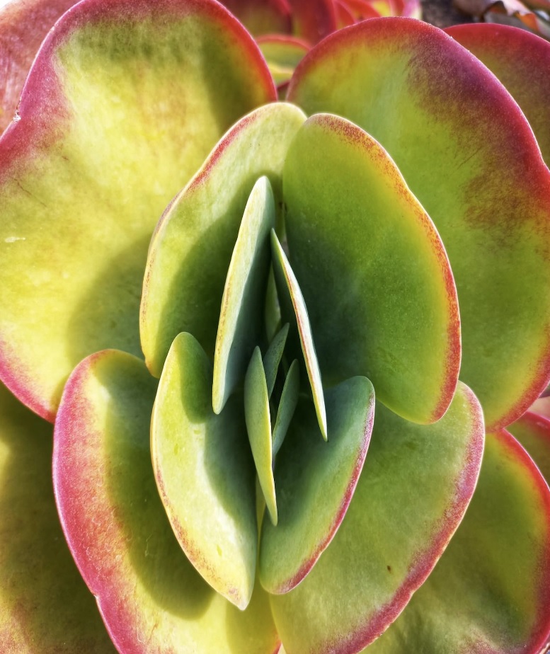 Curacao Vacation, Echeveria plant