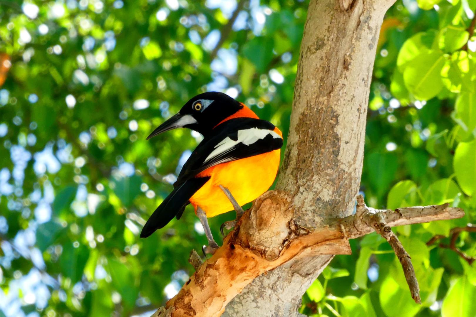 Curacao Vacation, Orange Schwarzer bird