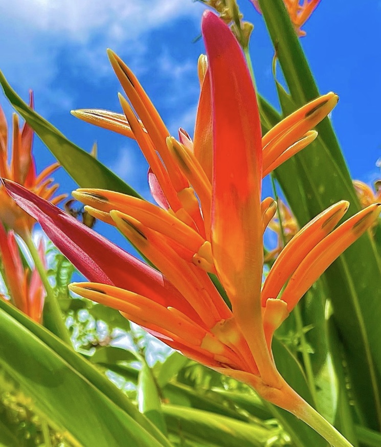 Fiji Vacation