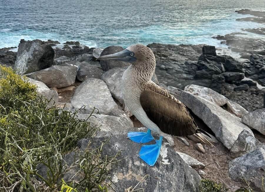 Cruise To Galapagos