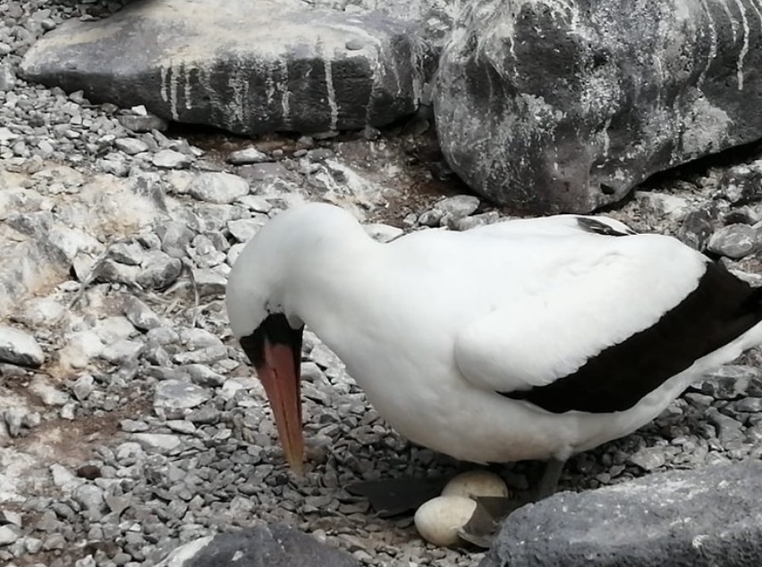 Cruise to Galapagos