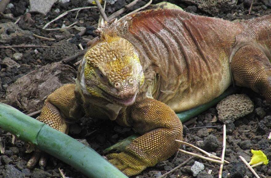 Cruise To Galapagos