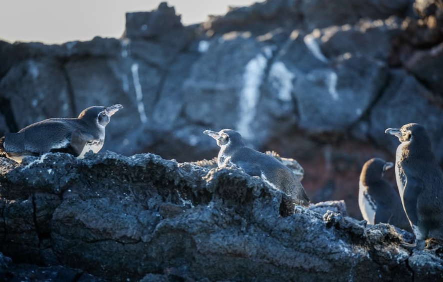 Galapagos Cruises