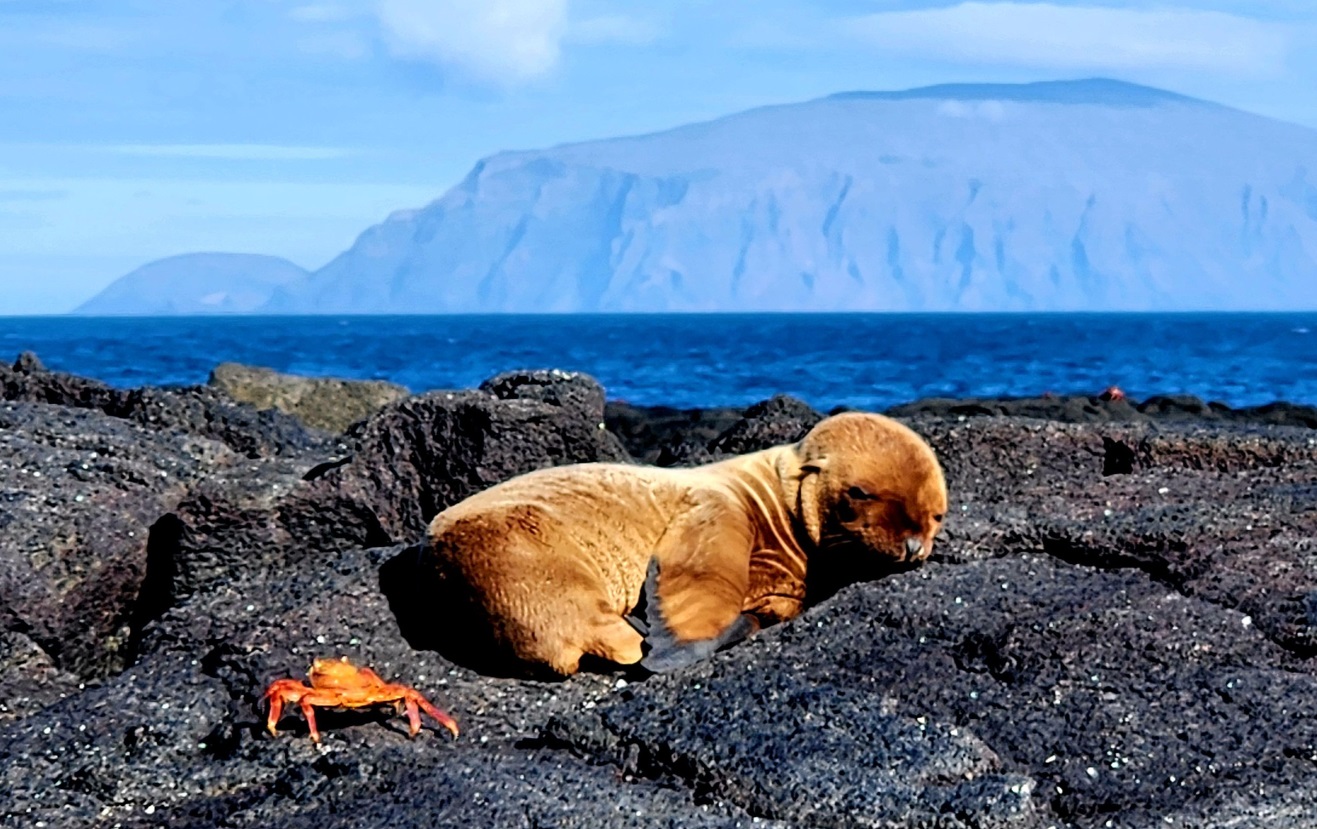 Cruise to Galapagos