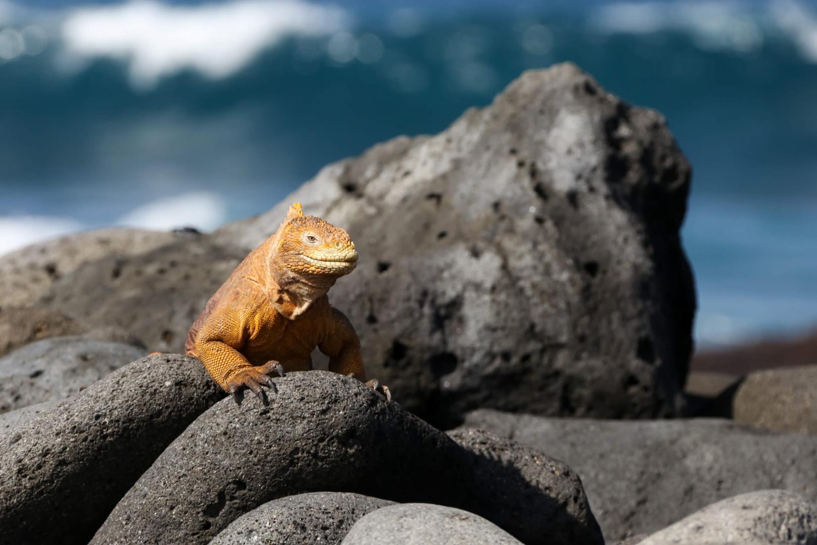 Cruise To Galapagos