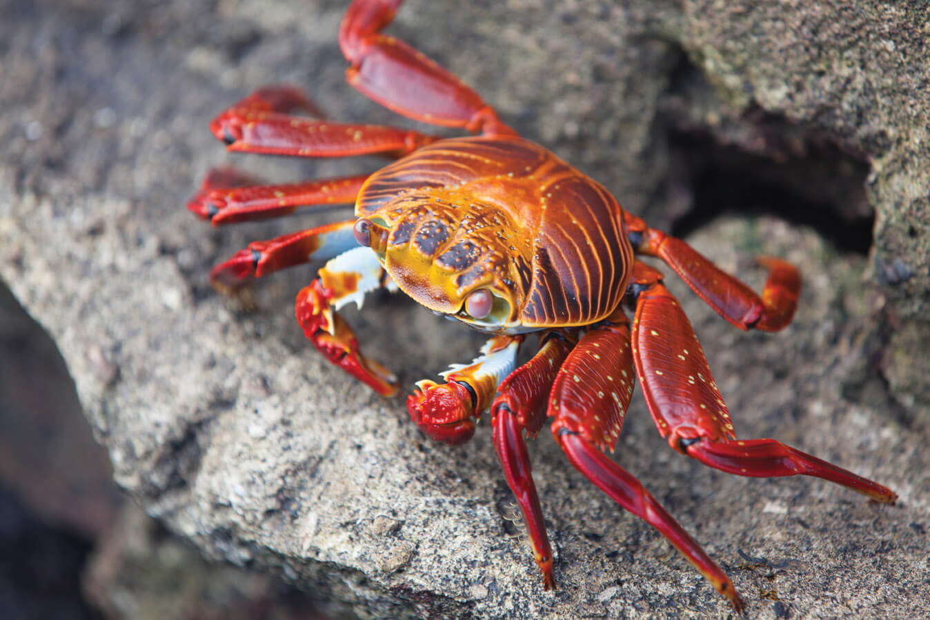 Cruise to Galapagos