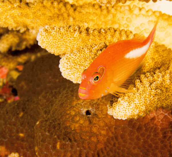 Moorea Vacation,  Arc-eye hawkfish