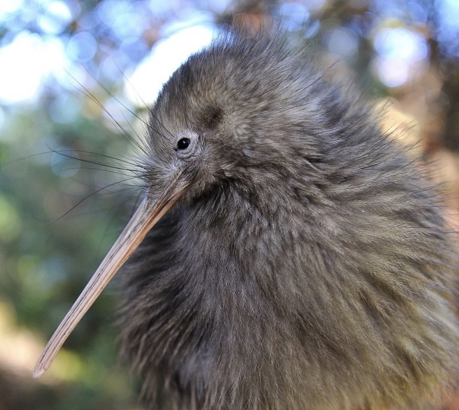 New Zealand Vacation