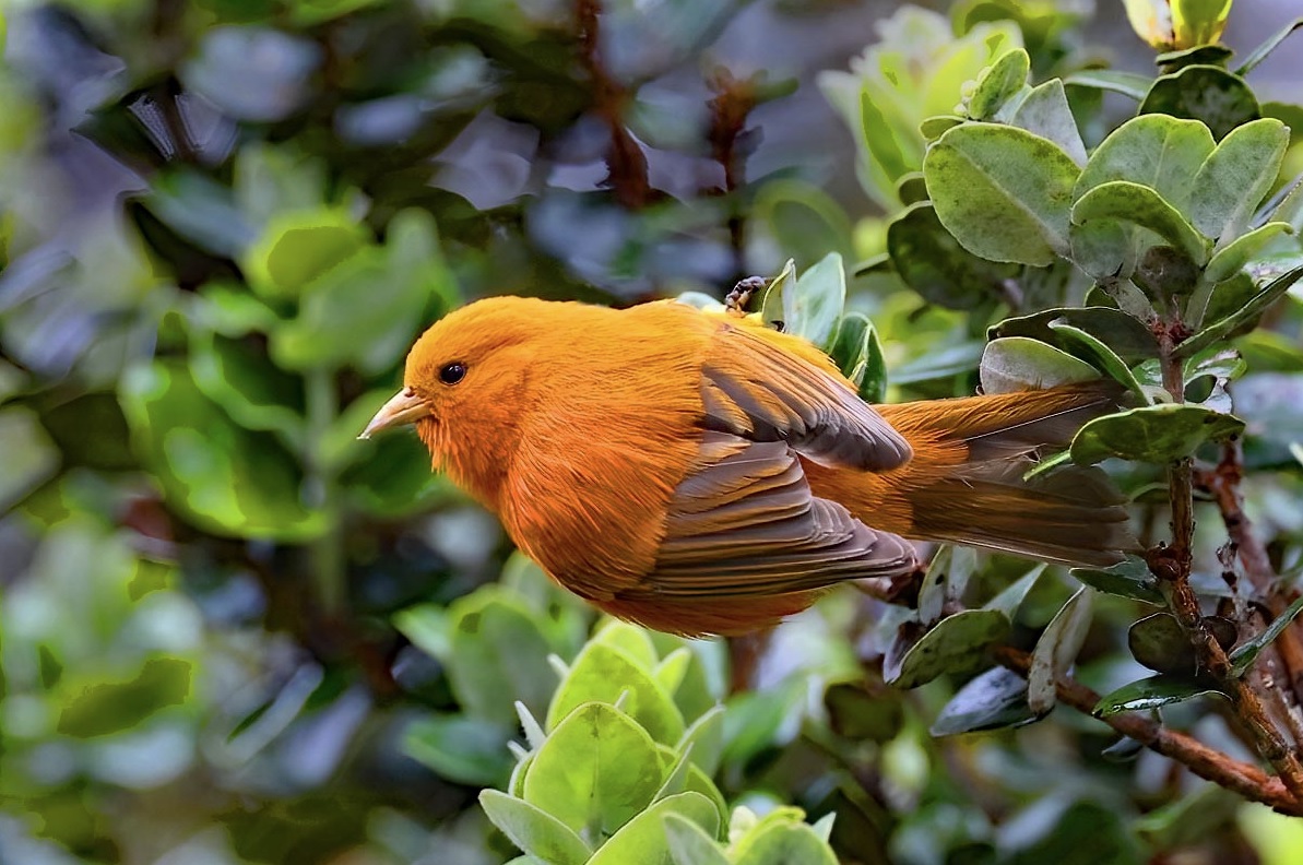 Oahu Vacation
