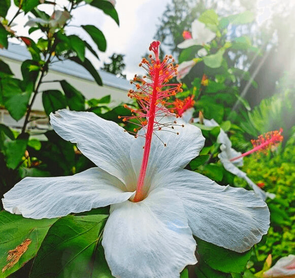 Oahu Vacation