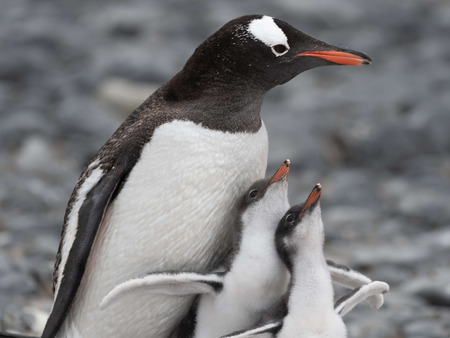 Antarctica Cruise