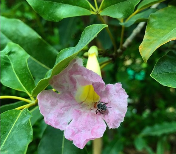 Saint Lucia Vacation