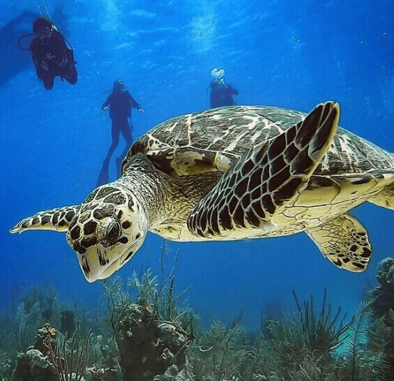 Turks and Caicos Vacation, Big Turtle, Turks and Caicos Islands
