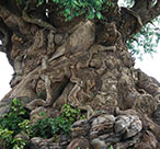 Disney Animal Kingdom